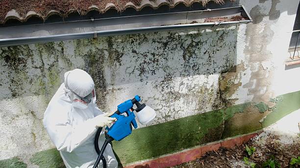Trusted Mold Remediation service in Hainesport, NJ - Cheap Mold Removal